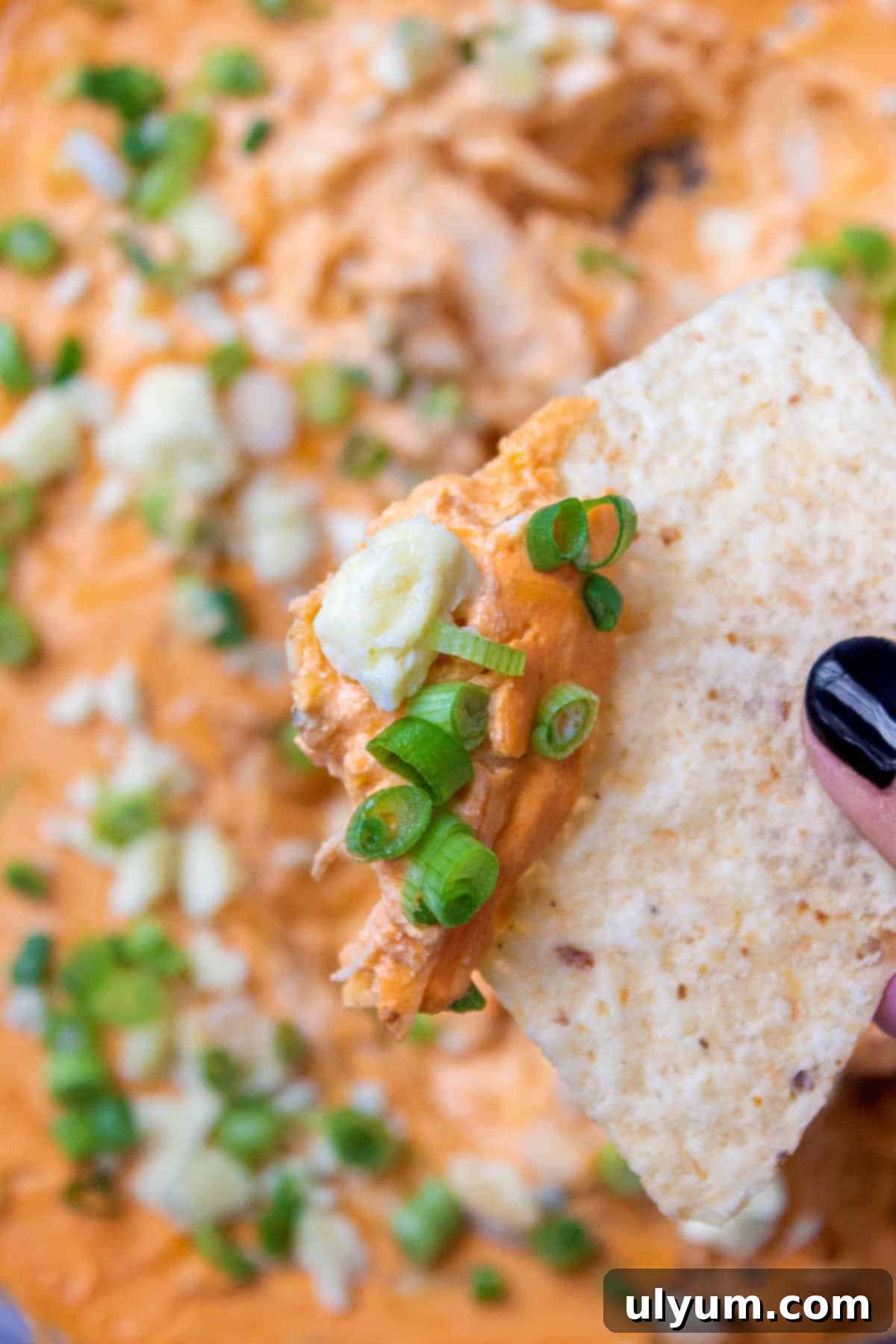 A scoop of Healthy Buffalo Chicken Dip on a tortilla chip, ready to be eaten.