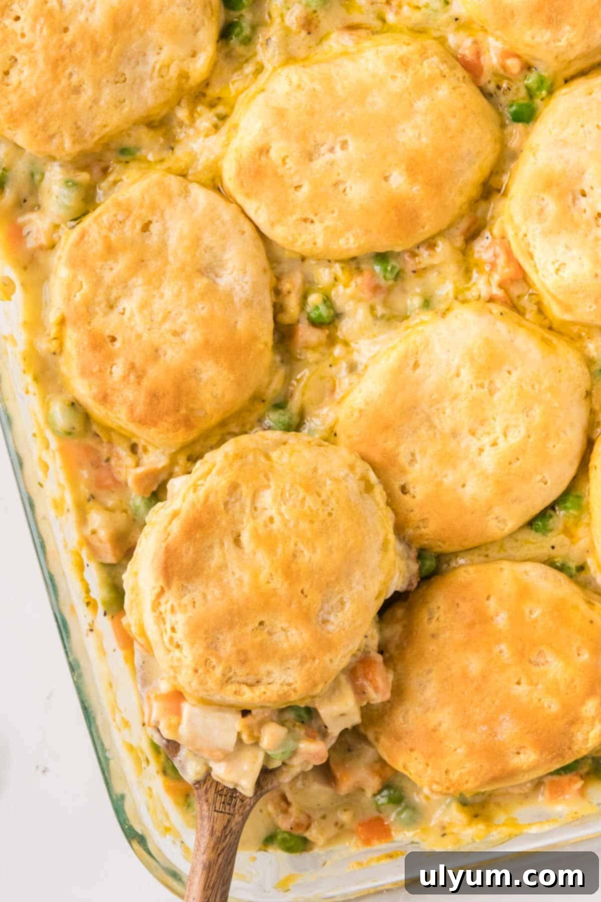 Easy chicken pot pie casserole with biscuits being served with a large spoon, showing a portion lifted out